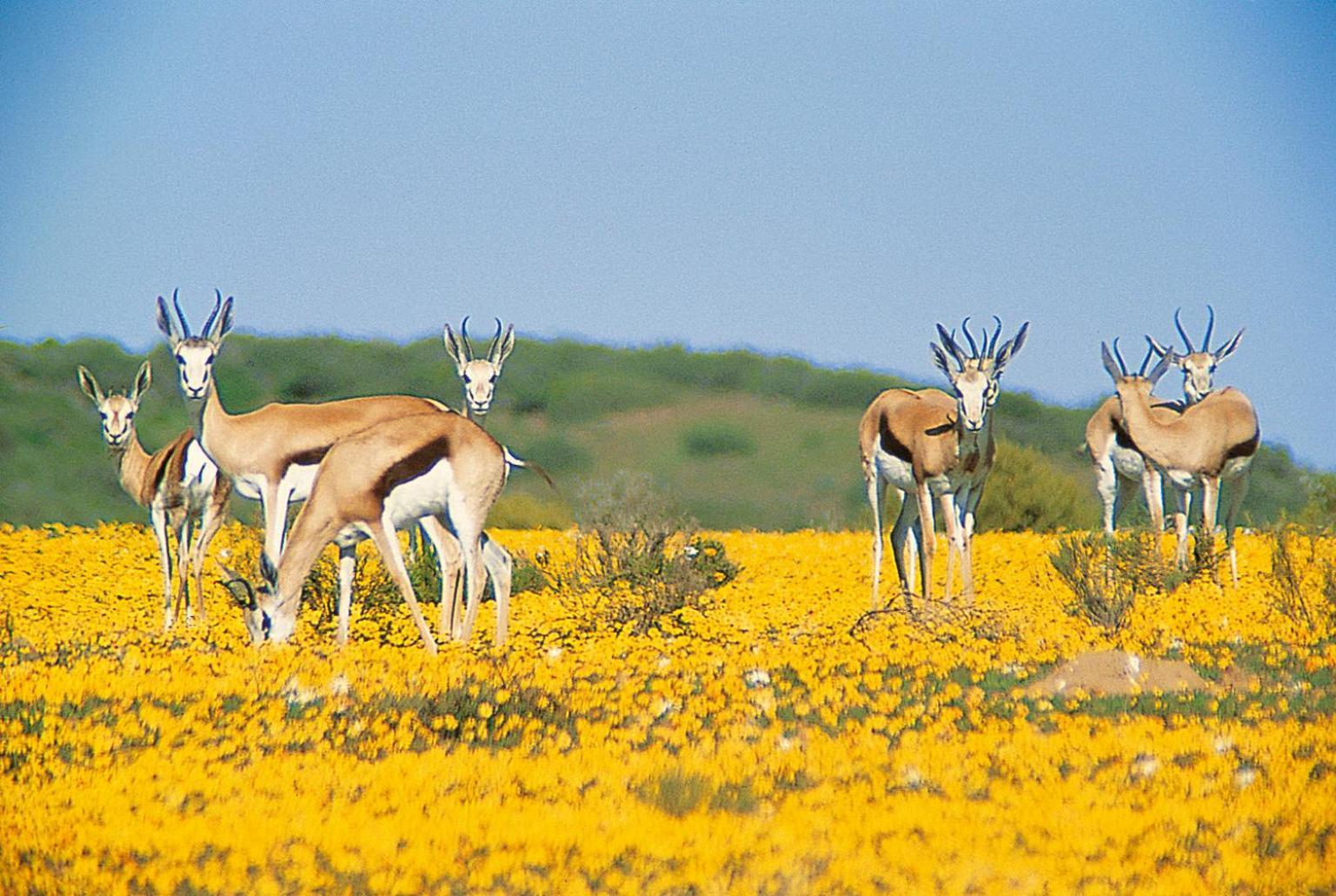 Bushmans Kloof Wilderness Reserve And Wellness Retreat Clanwilliam Esterno foto
