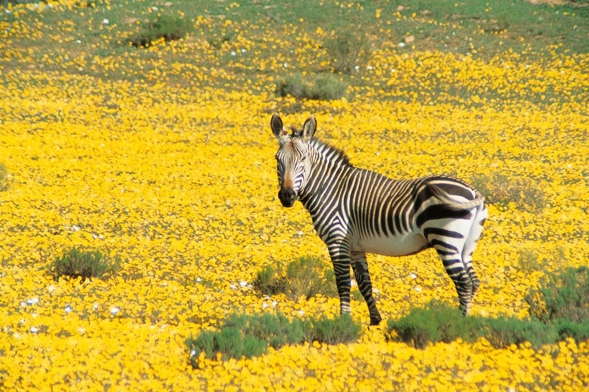 Bushmans Kloof Wilderness Reserve And Wellness Retreat Clanwilliam Esterno foto